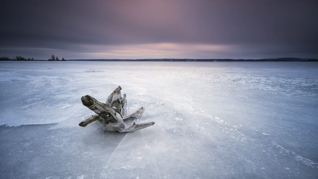 frozen root - Joakim Jormelin