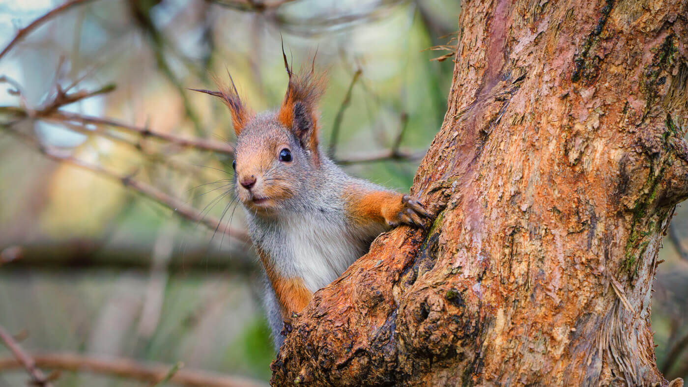 Red squirrel or Eurasian red squirrel | Joakim Jormelin